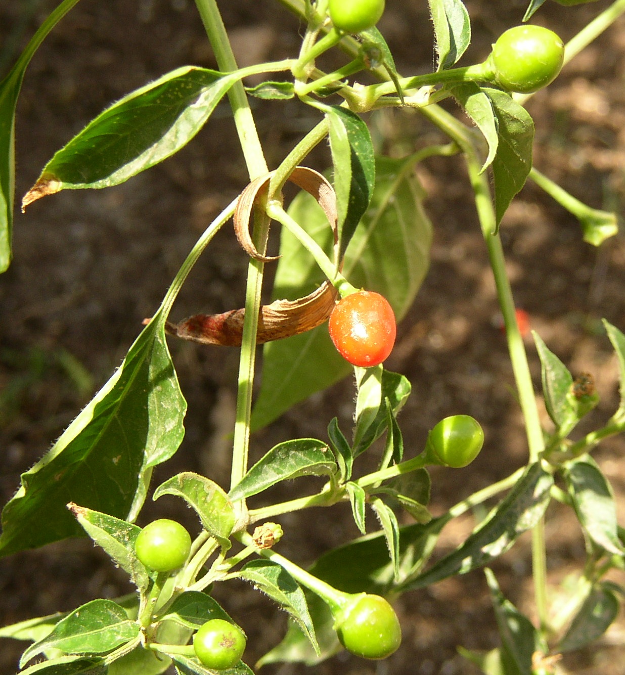  mexikói vadpaprika